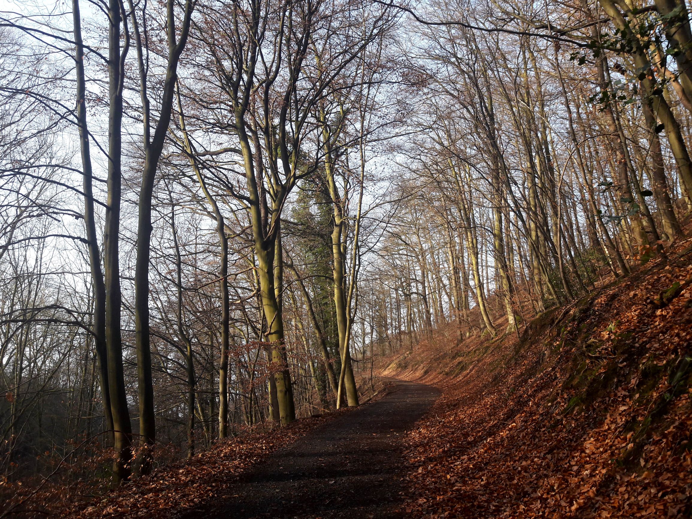 Winterlicher Waldweg in der Morgensonne